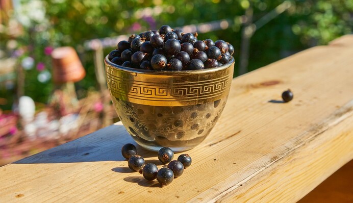 Как закрыть на зиму густое желе из черной смородины: простой рецепт без загустителей