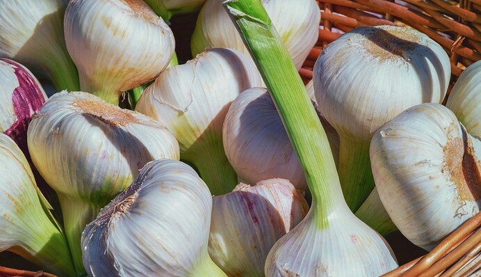 Часник рано почав жовтіти: чим його полити, щоб відновити живлення головок