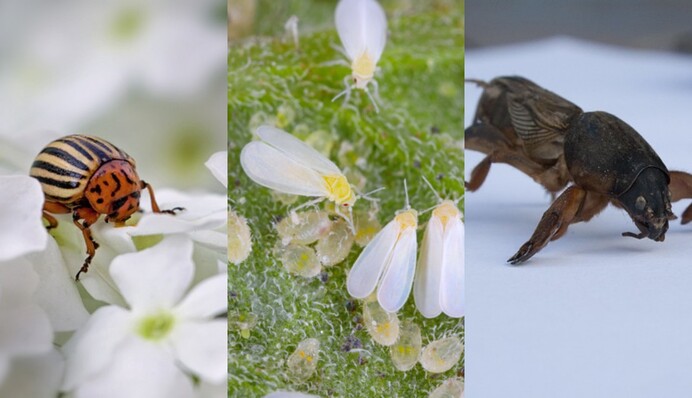 Белокрылка, колорадский жук, медведка: как спасти будущий урожай от опасных вредителей