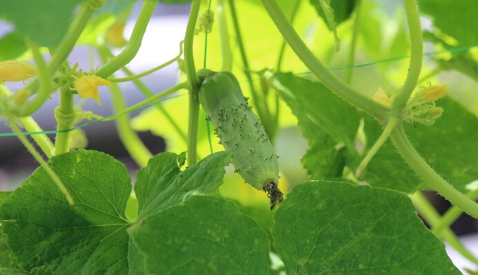 Дешевий аптечний засіб стане для огірків добривом, стимулятором росту та захистом від шкідників
