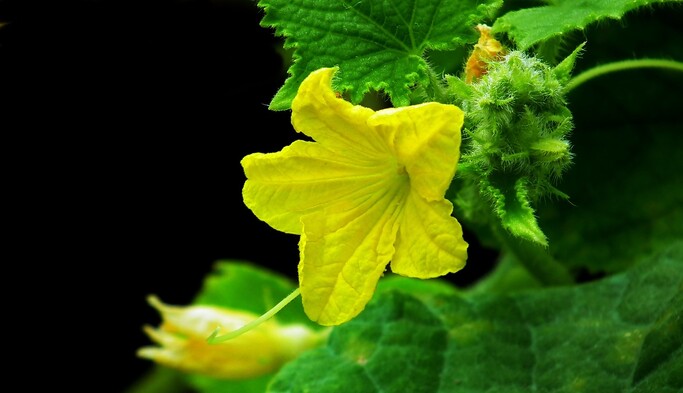 Пустоцвіт на огірках: просте підживлення допоможе зав'язі сформуватися