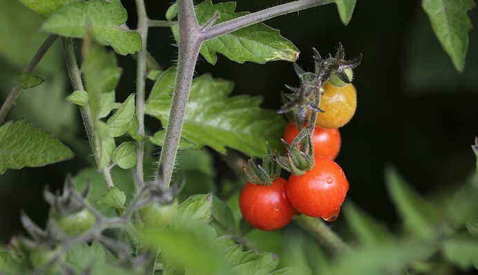 Правила пасинкування: як обрізати помідори для максимального врожаю