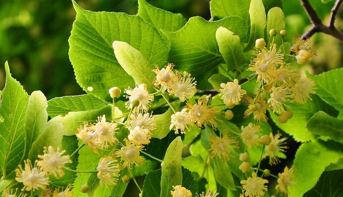 Як правильно збирати і сушити квіти липи для корисного і ароматного чаю