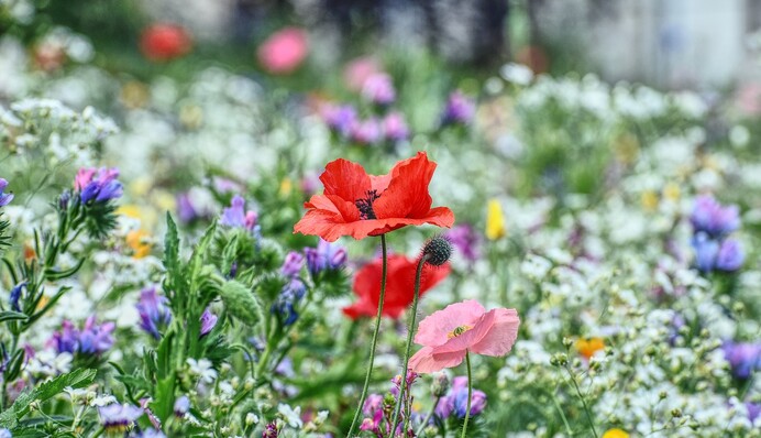 Целебное купальское зелье: какие растения принято собирать на праздник Ивана Купала