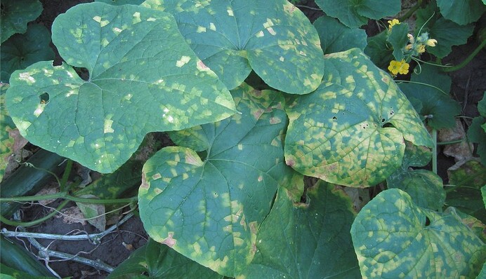 Чим обробити огірки, якщо почало жовтіти листя: дешевий аптечний засіб врятує врожай