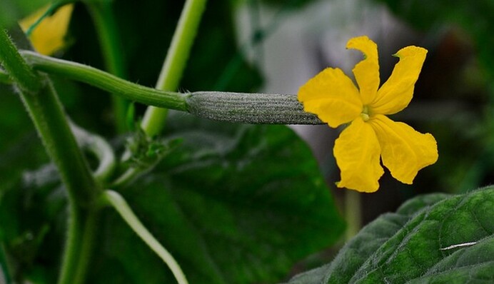 Натуральний народний метод захистить огірки від попелиці і павутинного кліща