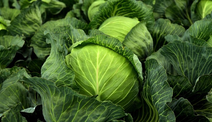 Чим підживити капусту, щоб зав'язалися великі головки: поради досвідчених городників