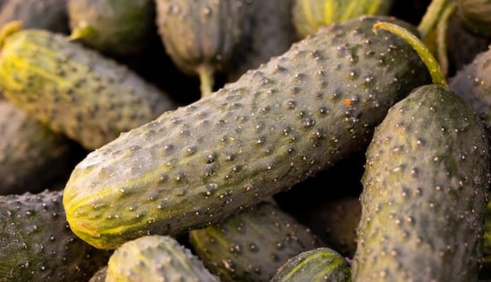 Криві огірки - ознака нестачі важливих мікроелементів: чим їх підживити