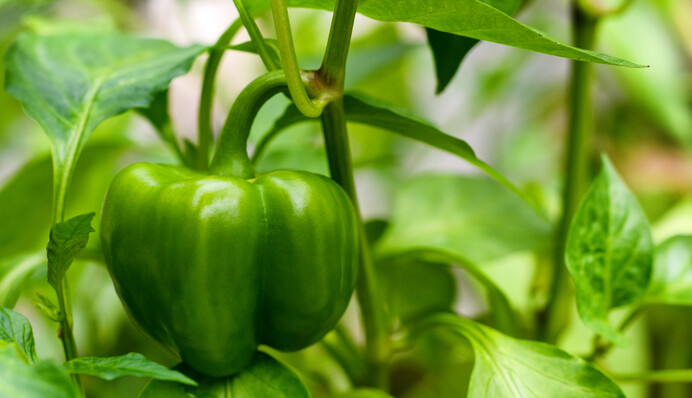 Щоб перець гарно ріс і не чорнів, слід обробити його дешевим аптечним засобом