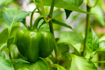 Чтобы перец хорошо рос и не чернел, следует обработать его дешевым аптечным средством.