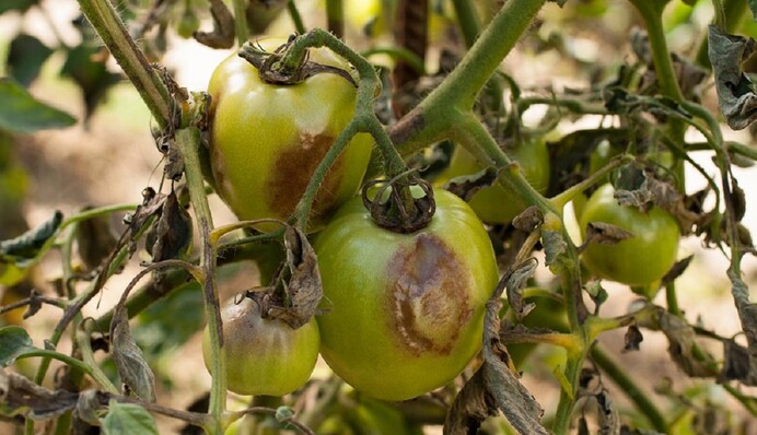 Чем кропить помидоры от фитофторы: лучшие народные методы и биопрепараты
