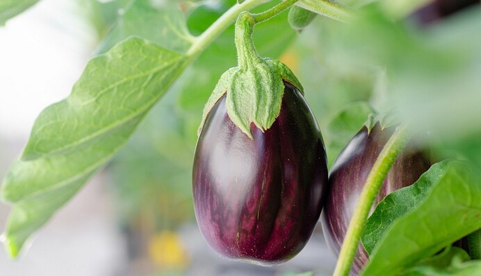 Чим підживити баклажани в липні, щоб швидше достигали плоди