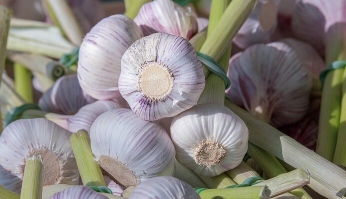 Що робити з часником після викопування, щоб він довго зберігався і не гнив