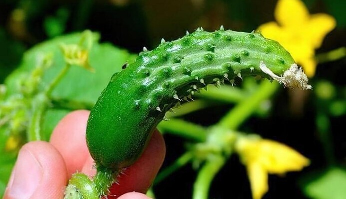 Якщо огірки скручуються, слід негайно змінити полив та внести просте підживлення