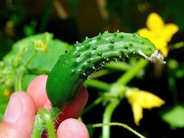 Если огурцы скручиваются, следует немедленно изменить полив и внести простую подкормку