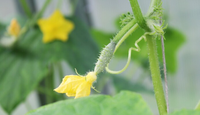 Чим поливати огірки, щоб збільшити врожайність: метод досвідчених городників