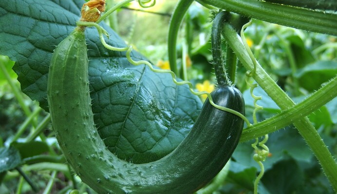 Що робити з гіркими та кривими огірками: три поради, щоб покращити урожай