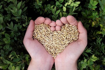 Нагнути Путіна в бункері: що відбувається з "зерновою угодою"