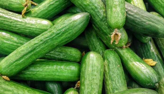 Плохо родят огурцы: чем подкормить их на этапе плодоношения в июле