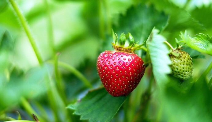 Як доглядати за полуницею після плодоношення, щоб отримати гарний врожай наступного року