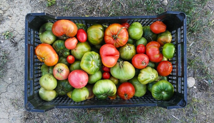 Вкусный салат на зиму: как закрыть пикантные зеленые помидоры по-грузински