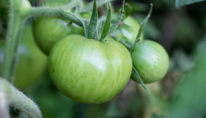 Почему медленно краснеют помидоры и как им помочь: методы знатоков садоводства
