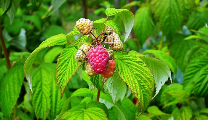 Обов'язково потрібно підживити: що робити з малиною після збору врожаю