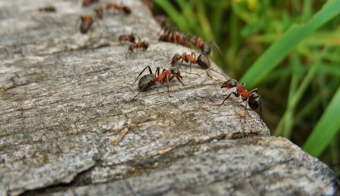 Засоби проти мурах можуть бути токсичними на городі: як позбутися комах без хімії