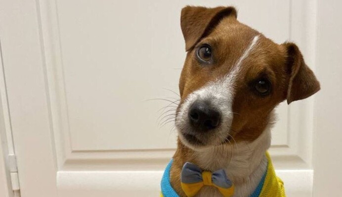 Пес Патрон відсвяткував день народження у яскравій вишиванці: кумедні фото