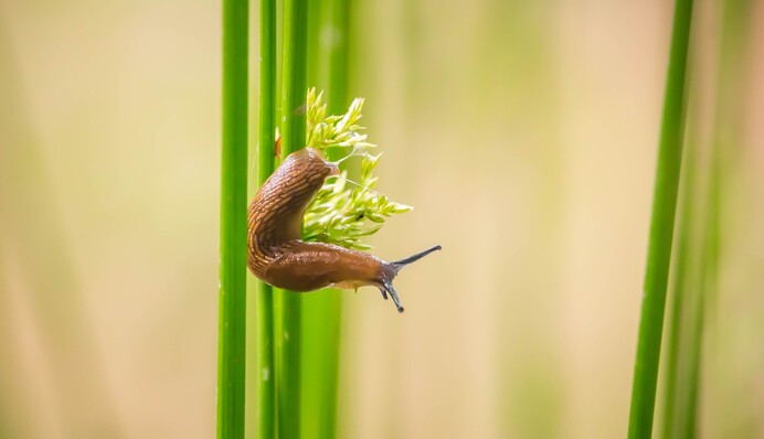 Пять натуральных методов, которые защитят сад и огород от слизней