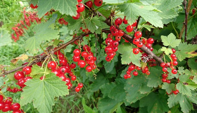 Що робити зі смородиною після плодоношення: від цього залежить її урожай наступного року