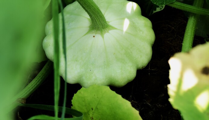 Консервація патисонів: найпростіший рецепт на зиму, який ніколи не підведе