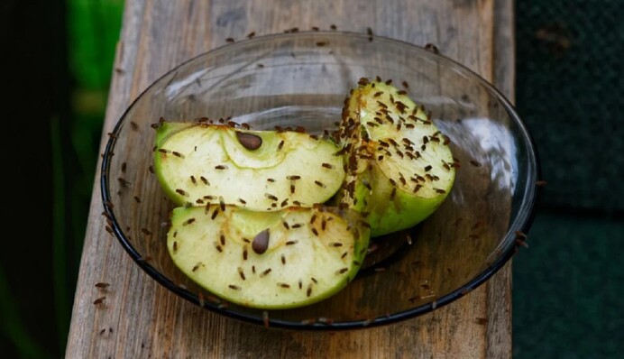 На кухні завелися плодові мушки: як позбутися їх народними методами