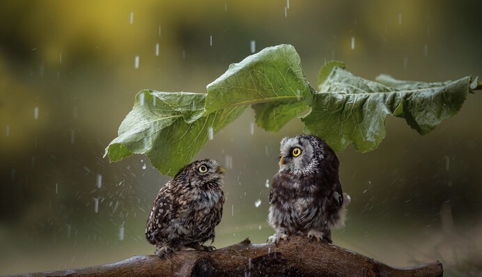 Грибні дощі: яка погода чекає на Україну у вихідні