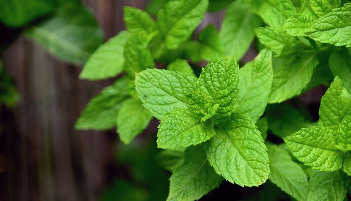 Как правильно сушить мяту, чтобы она не потеряла свои полезные свойства