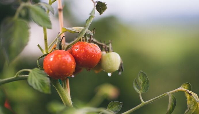 Як кропити помідори борною кислотою: дієвий метод збільшить родючість томатів