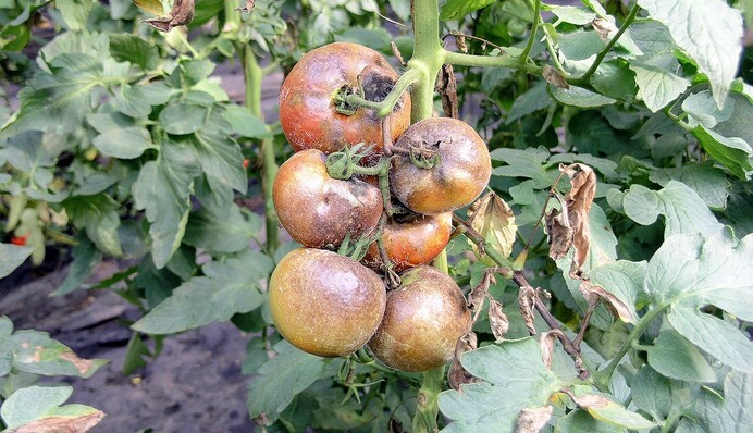 Как спасти помидоры от фитофторы: химические средства, биопрепараты и действенные народные методы