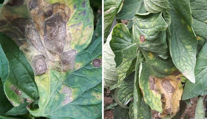 Цю хворобу томатів часто плутають з фітофторою: що робити з сухою плямистістю