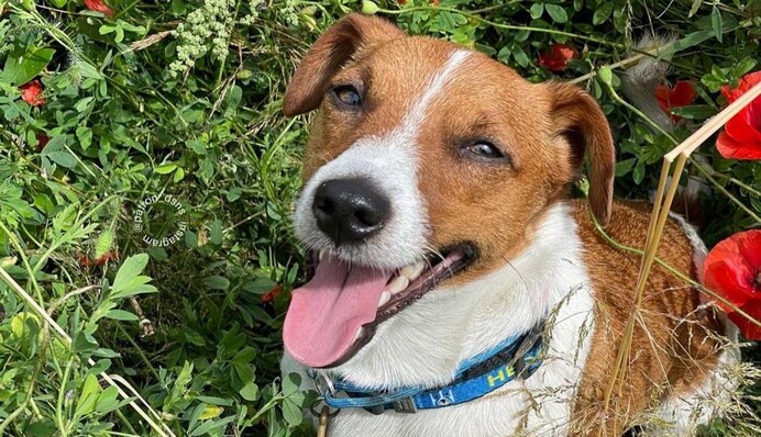 Пес Патрон опроверг слухи о своей смерти: свежее фото четырехлапого сапера