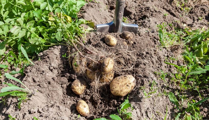 Затягувати не варто: які ознаки вказують на те, що картоплю вже пора копати