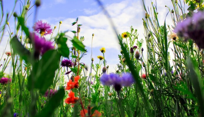 Потужний оберіг для дому: як зробити 