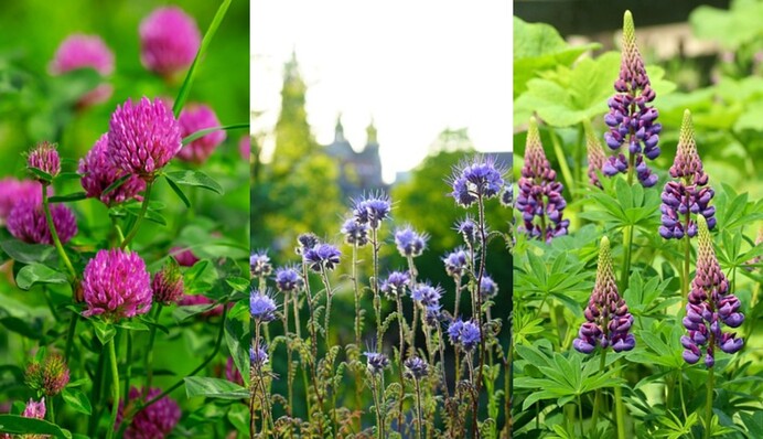 Какие растения истощают почву на огороде и чем засеять грядки после сбора урожая