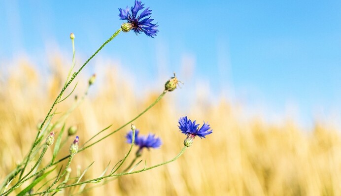 Маковей лето на осень меняет: главные приметы, поверья и запреты большого праздника