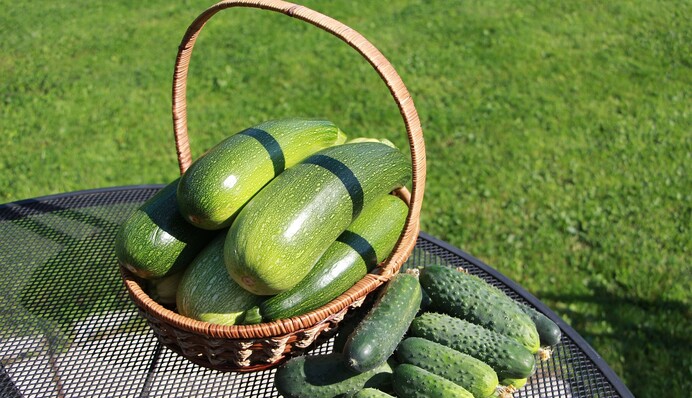 Чем подкормить кабачки, чтобы собирать урожай до осени: проверенный метод