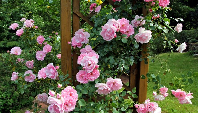 Коли обрізати троянди у серпні: зробіть це, щоб завчасно підготувати кущі до зими