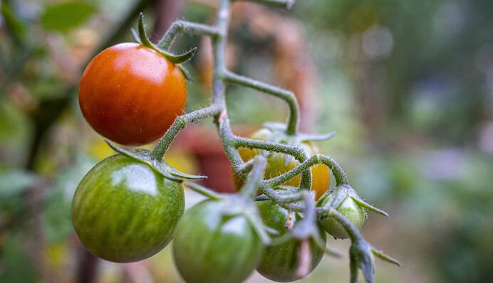 Полив помидоров пеплом: как и зачем подкармливать томаты в период созревания