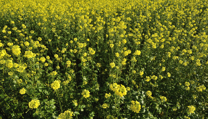 Надежно защищает от сорняков: как очистить грядки от пырея и березки полевой