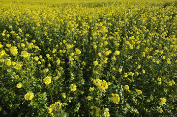 Надежно защищает от сорняков: как очистить грядки от пырея и березки полевой