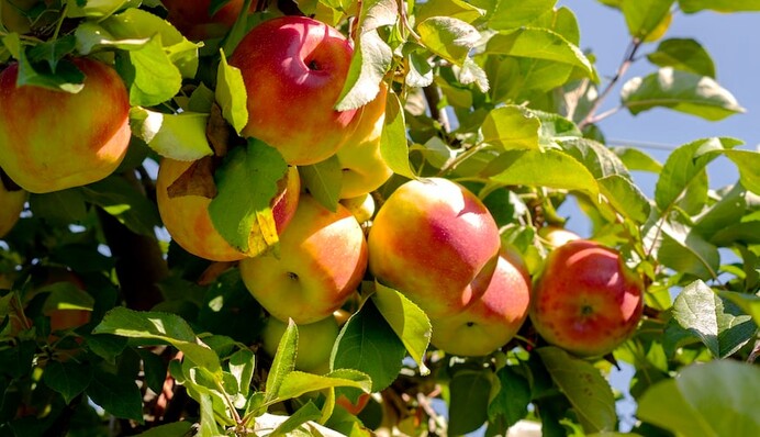 Погода на Яблучний Спас покаже, якою буде осінь: народні прикмети свята