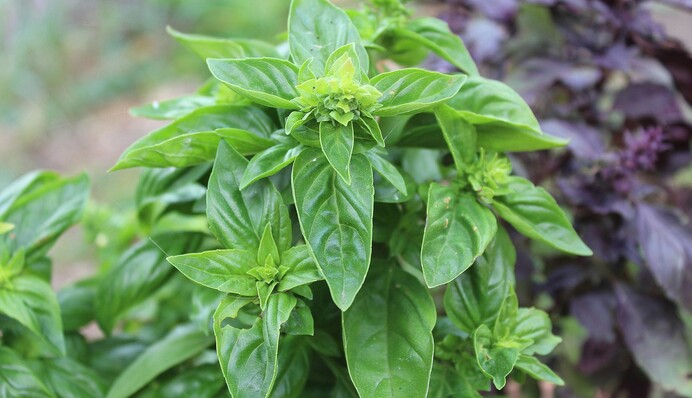 Можна заморозити або перебити з олією: найкращі способи зберігання базиліку на зиму